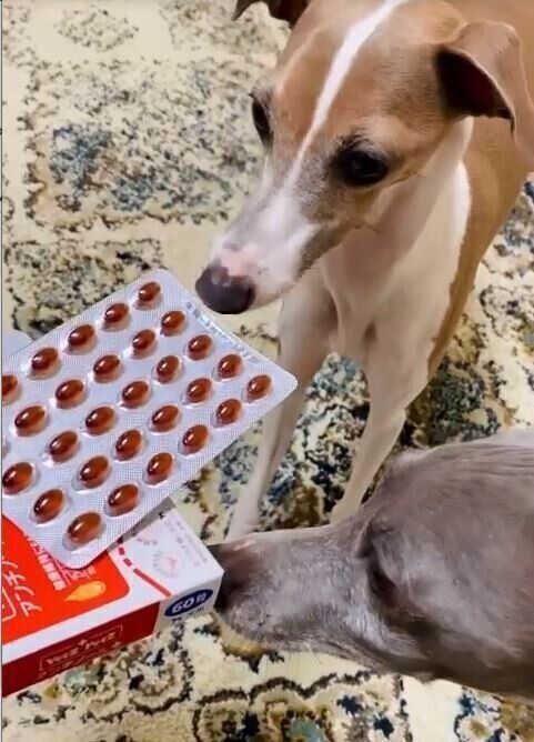 アンチノール プラスとウィペット