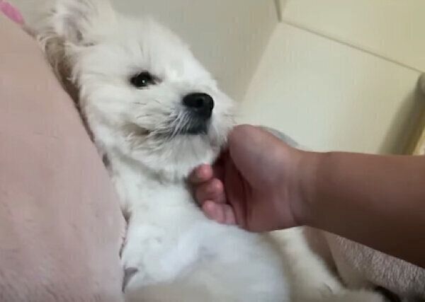 ナデナデを堪能するおちゃづけくん