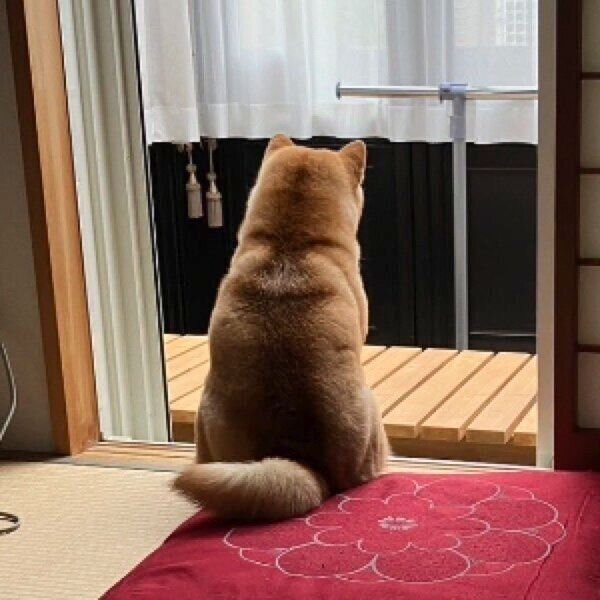 窓際で哀愁漂う姿のアンちゃん