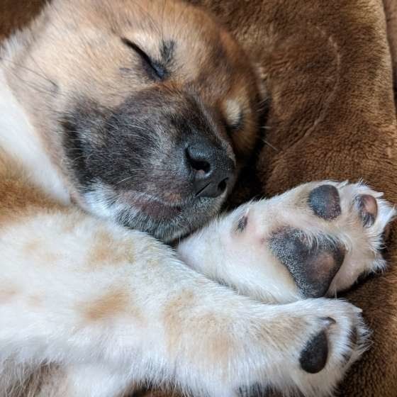 MIXのウメちゃん