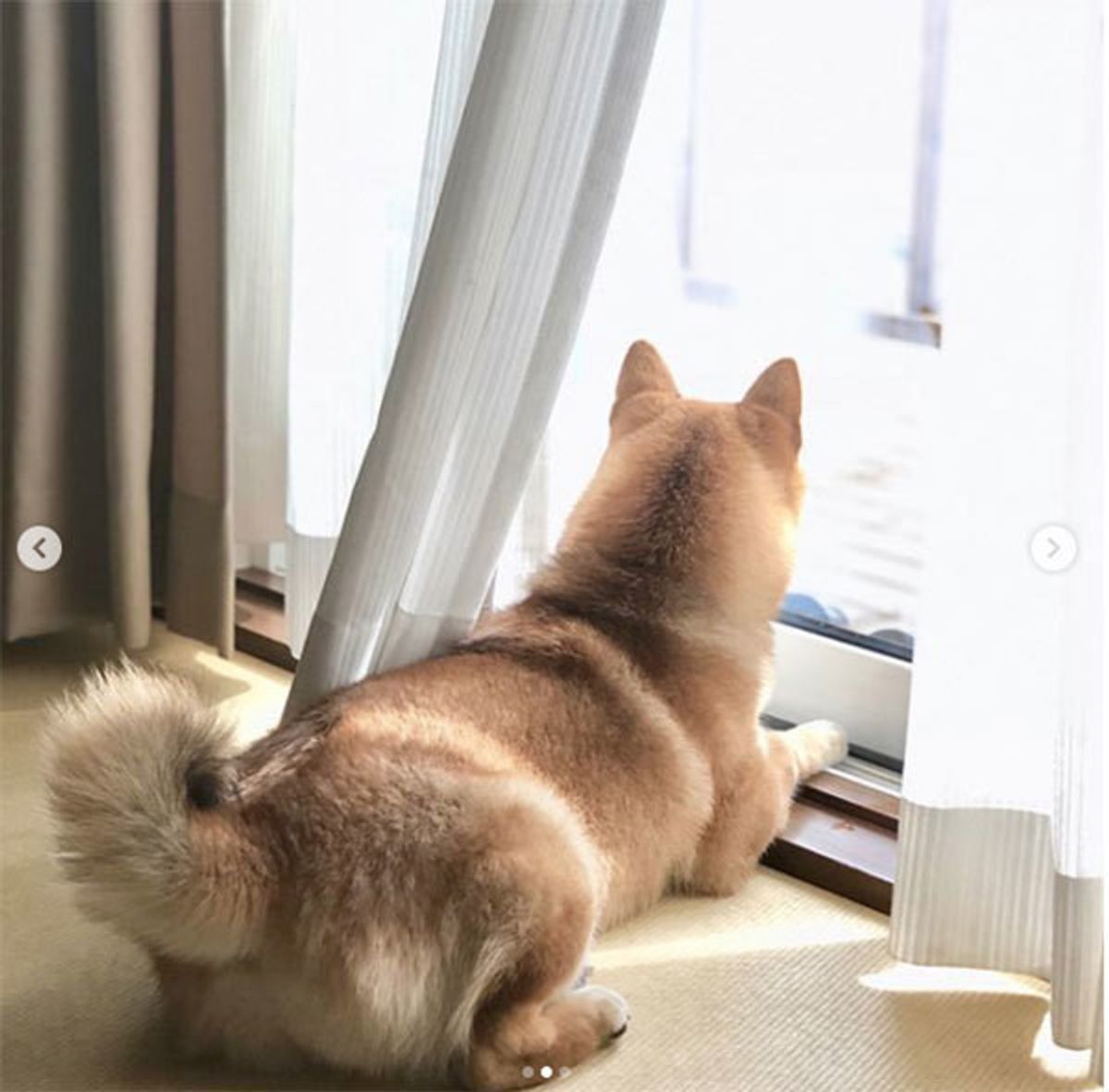 ご主人の帰りを待つ柴犬ワンコ その後ろ姿に胸がギュッとなる W いぬのきもちweb Magazine ご主人の帰りを待つ柴犬ワンコ その後ろ姿に胸がギュッとなる W いぬのきもちweb Magazine