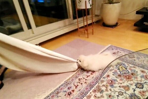 引きづられるモッチちゃん