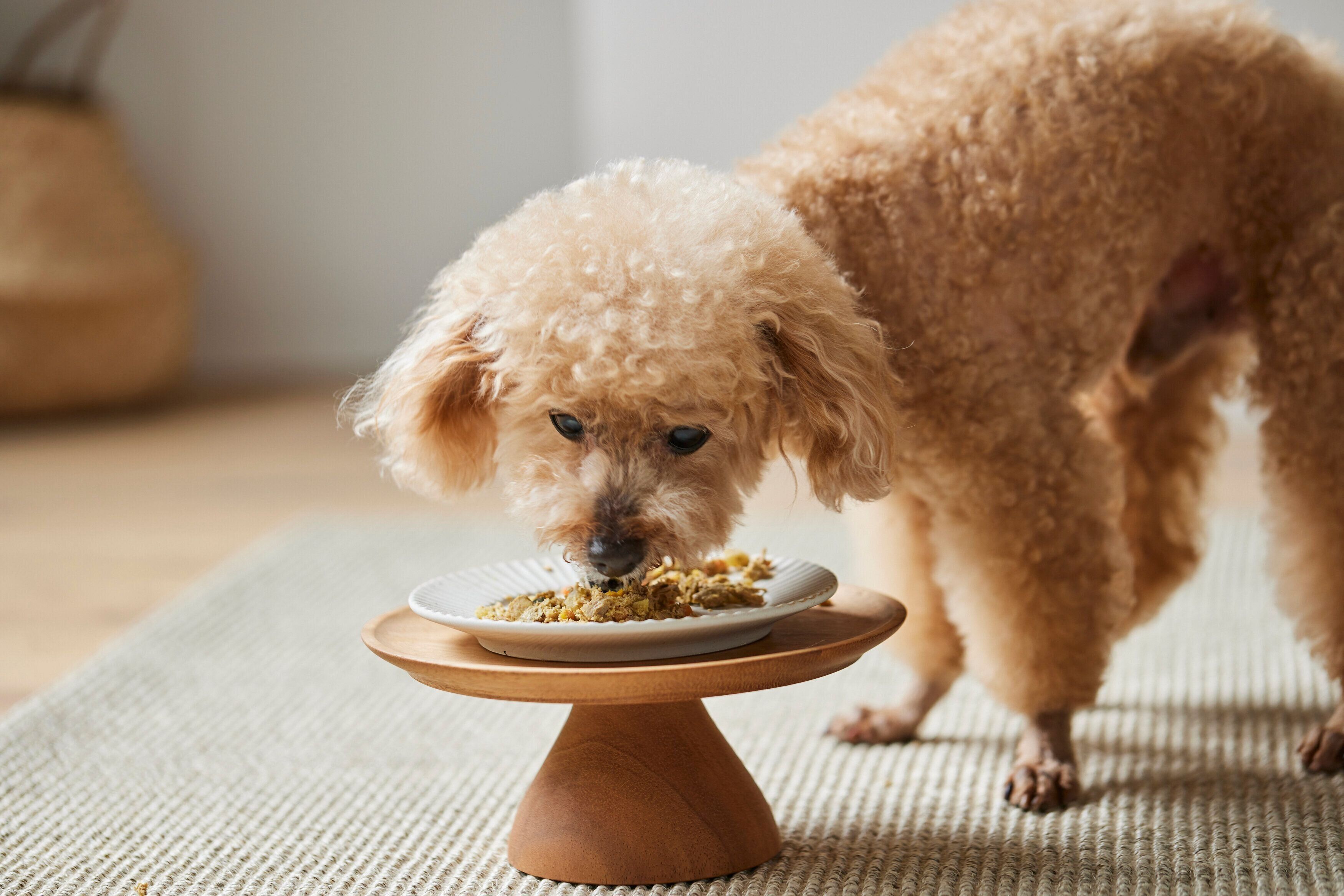 ごはんを食べるトイプードル