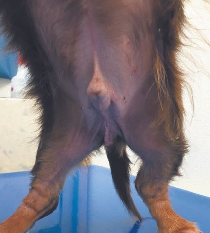 犬が指の間をかじる お尻を床にスリスリする もしかして 食物アレルギー かも いぬのきもちweb Magazine