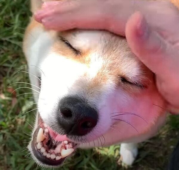 パパを見つけた柴犬のハナちゃん