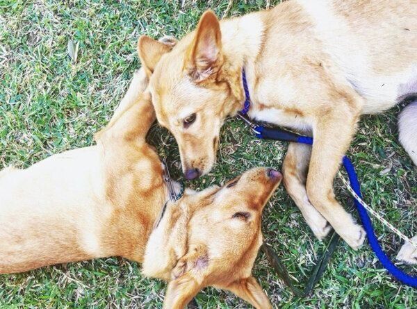 芝生で寝転ぶむぎちゃんとおこめちゃん