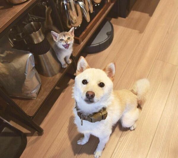 見つめる麦くん、ラテちゃん