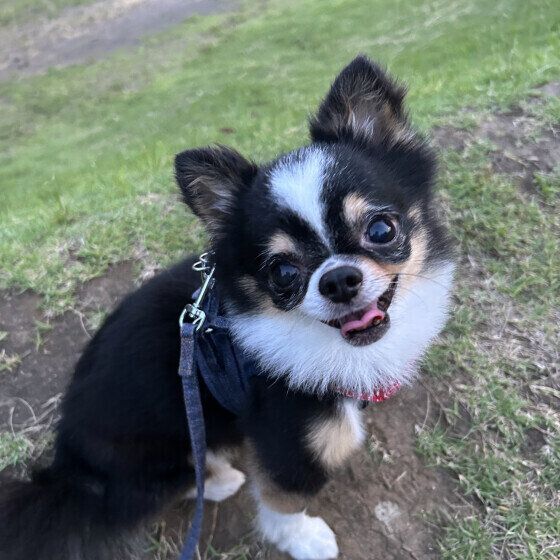 愛犬が夏の散歩で歩かない理由と注意点 暑い季節の犬の散歩で気をつけること いぬのきもち