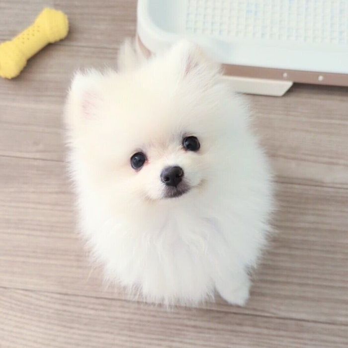 お迎え5日目のくまちゃん