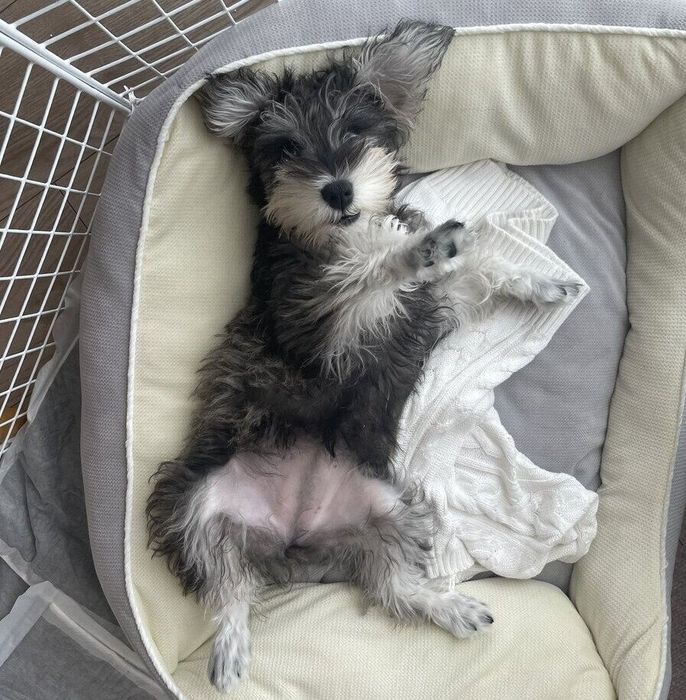 寝転がる、るるちゃん