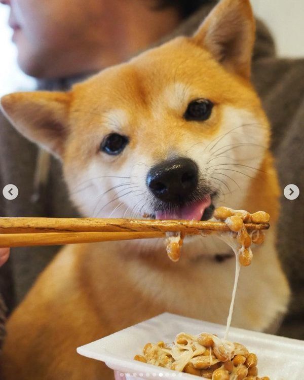 納豆を食べる豆柴