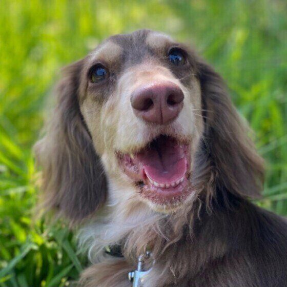 笑顔のミニチュアダックスフンドのチョコちゃん