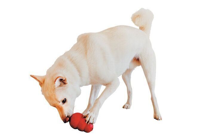 おもちゃで遊ぶロッシくん