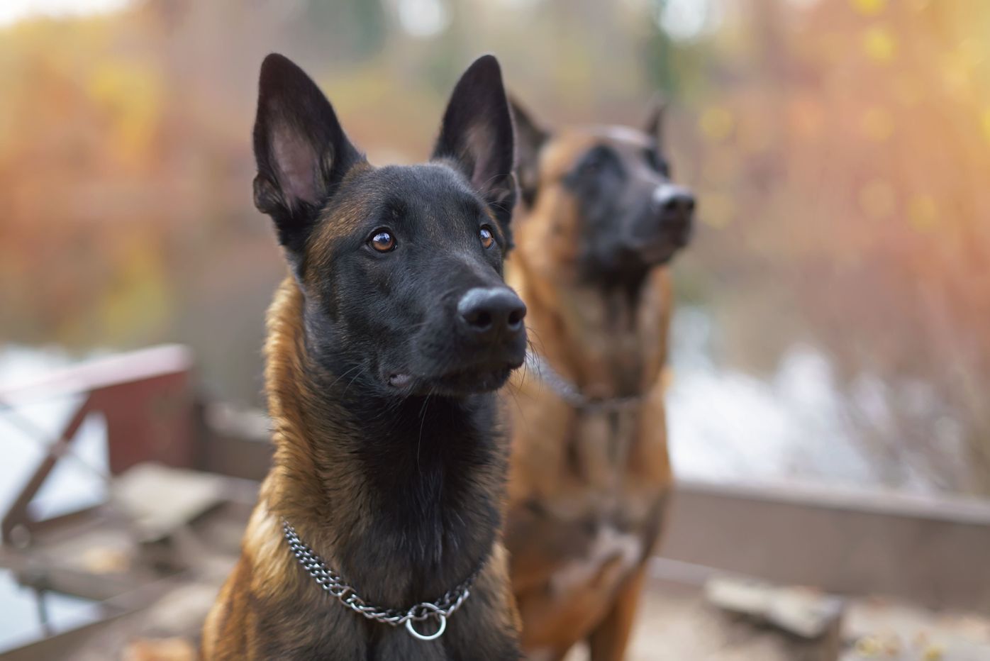 ベルジアン シェパード ドッグ マリノアの特徴と性格 飼い方 価格相場など 犬図鑑 いぬのきもちweb Magazine ベルジアン シェパード ドッグ マリノアの特徴と性格 飼い方 価格相場など 犬図鑑 いぬのきもちweb Magazine