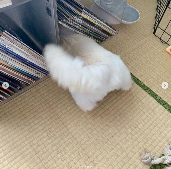 レコードラックに入るムーチョくん