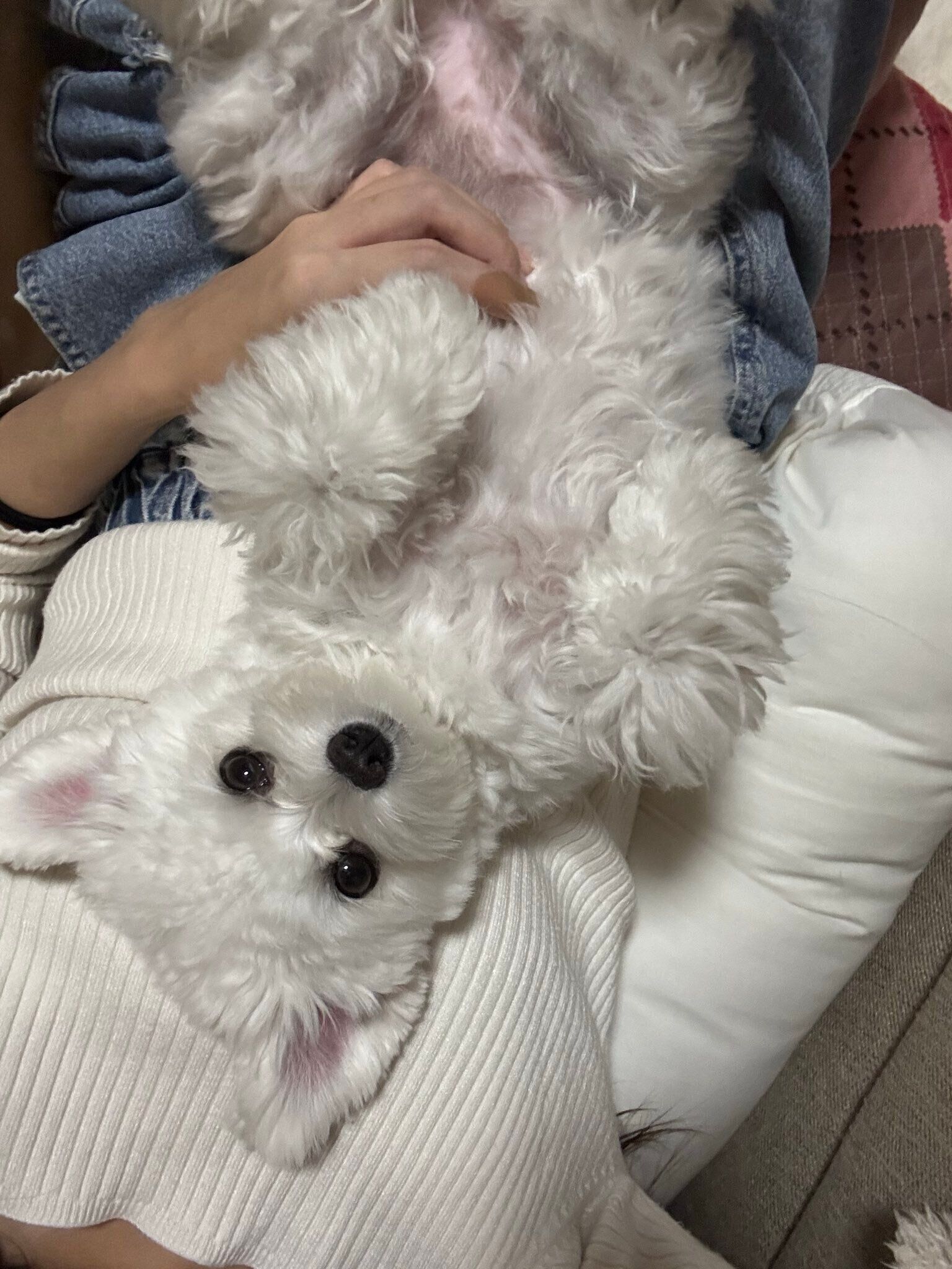 飼い主さんの上で甘える犬（生後11カ月頃）