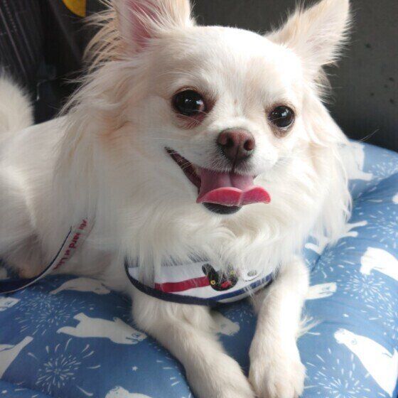 チワワのからしちゃん♪