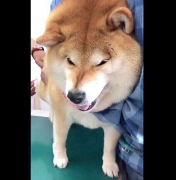 注射が怖いハナちゃん