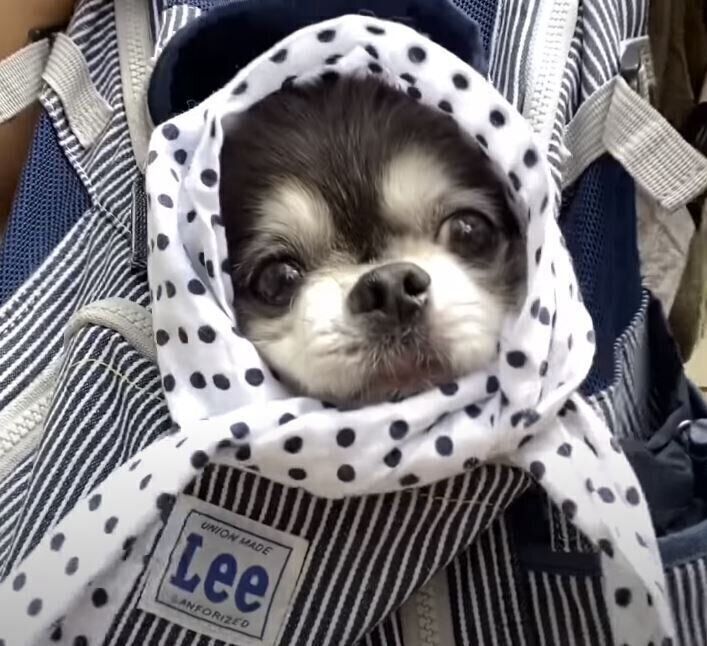 豆絞りのチワワ