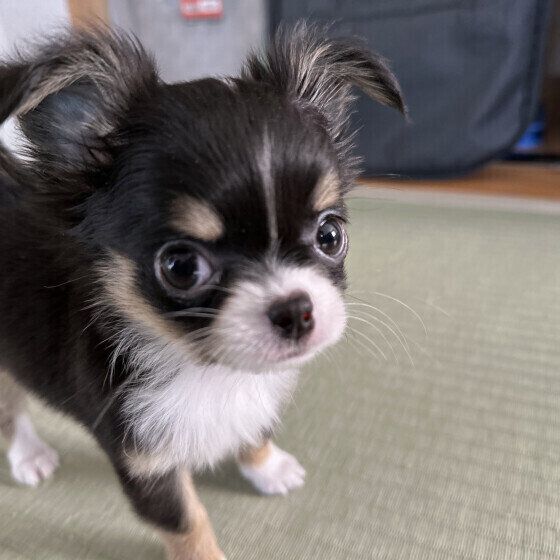 犬がずっと口を「くちゃくちゃ」するのはなぜ？ 犬が口を動かす理由を獣医師に聞いた いぬのきもち