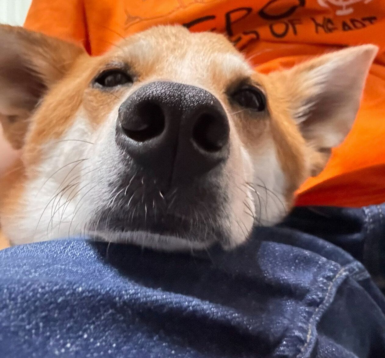 飼い主さんの上に全身を預けてリラックスするルークくん