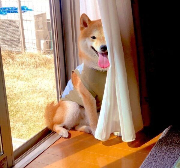 カーテンの陰でお友達を待つレッカくん