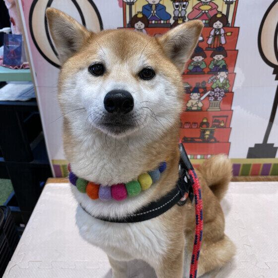 柴のゆずちゃん♪