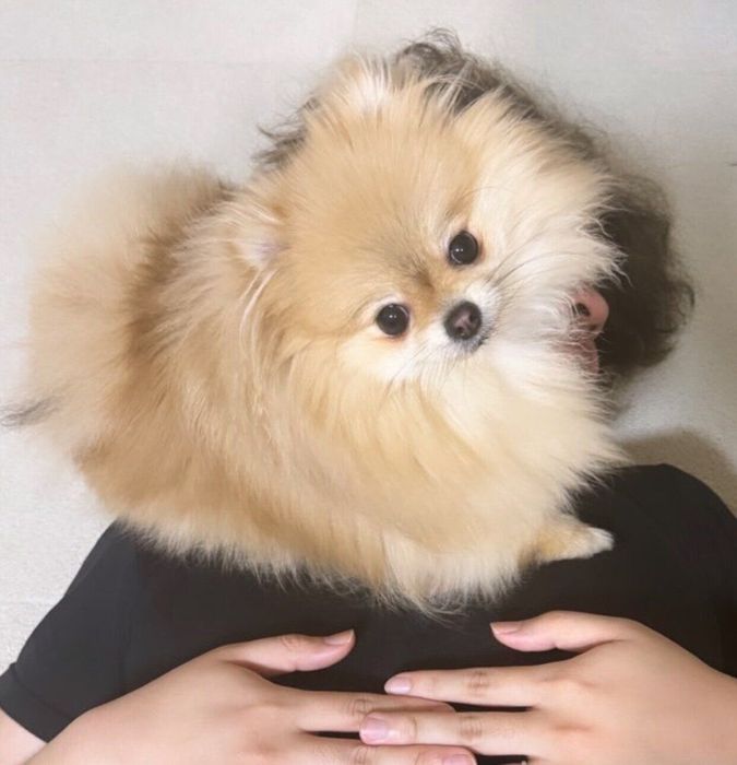 パパさんの上に乗るなごみちゃん