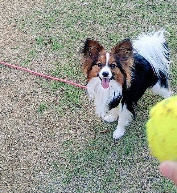 1才のパピヨン