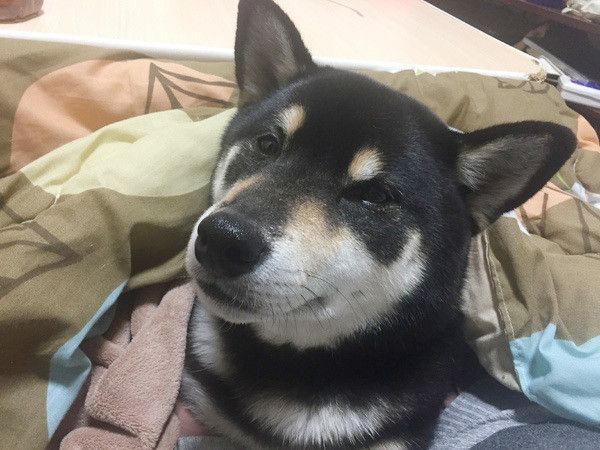 見つめる柴犬