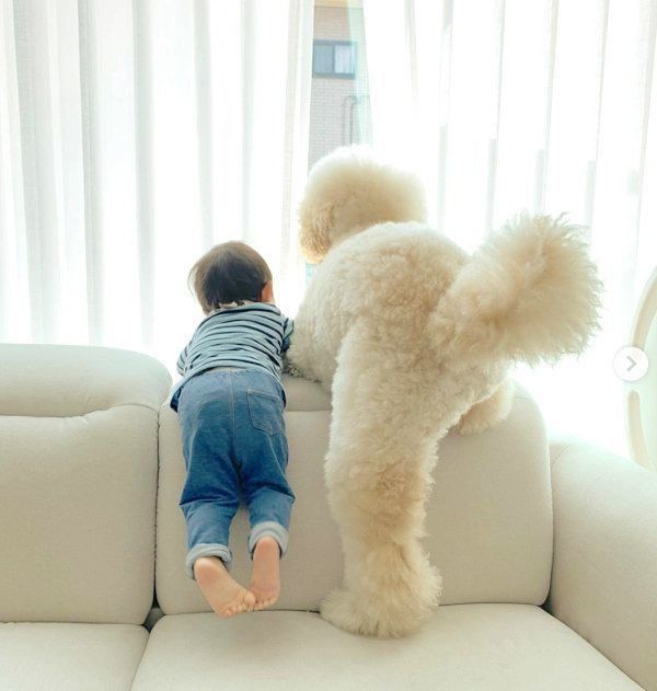 スタンダード・プードルのもずくちゃんと弟くん