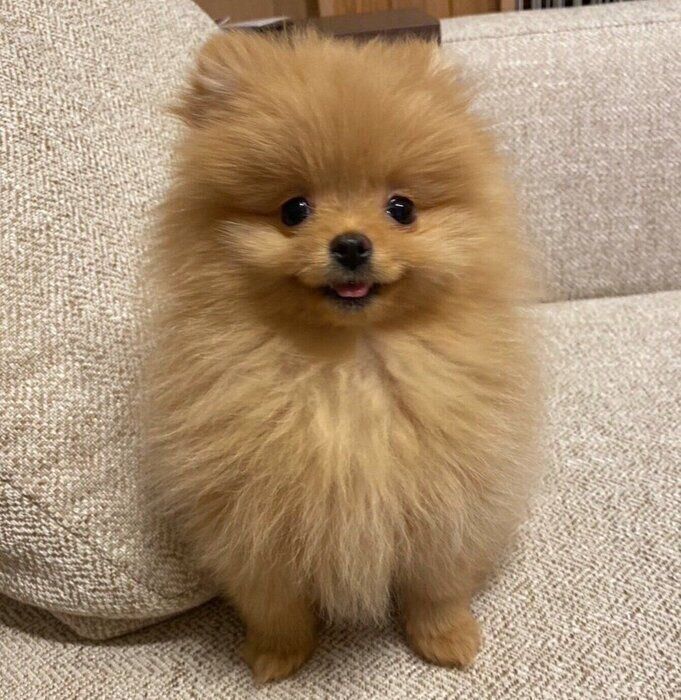 おやつを期待するふちちゃん