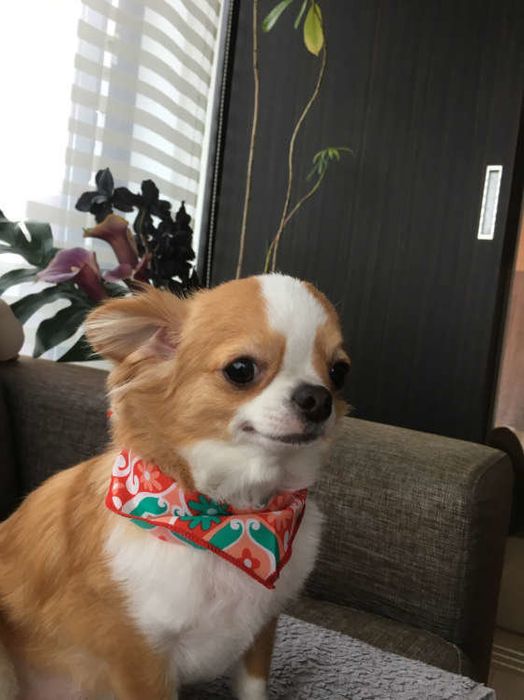 獣医師監修:歩けなくなった犬との暮らし方
