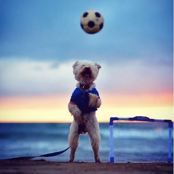 サッカー応援ワンコ