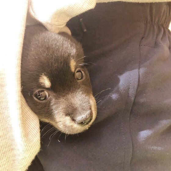 脇の下から顔をだす柴犬