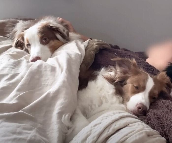 飼い主さんに添い寝するボーダー・コリーとオーストラリアン・シェパード