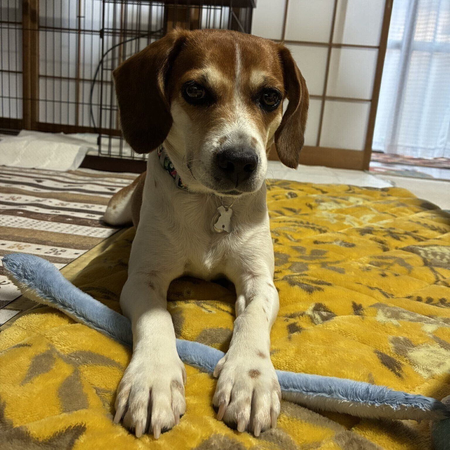 まったりとした雰囲気のこいぬこちゃん