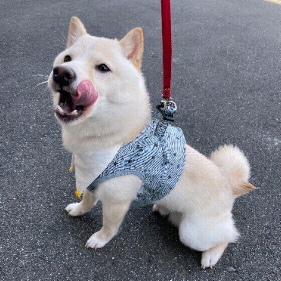 散歩中の犬は不思議な行動をと取りやすい お散歩時のオシッコの謎に迫る いぬのきもちweb Magazine