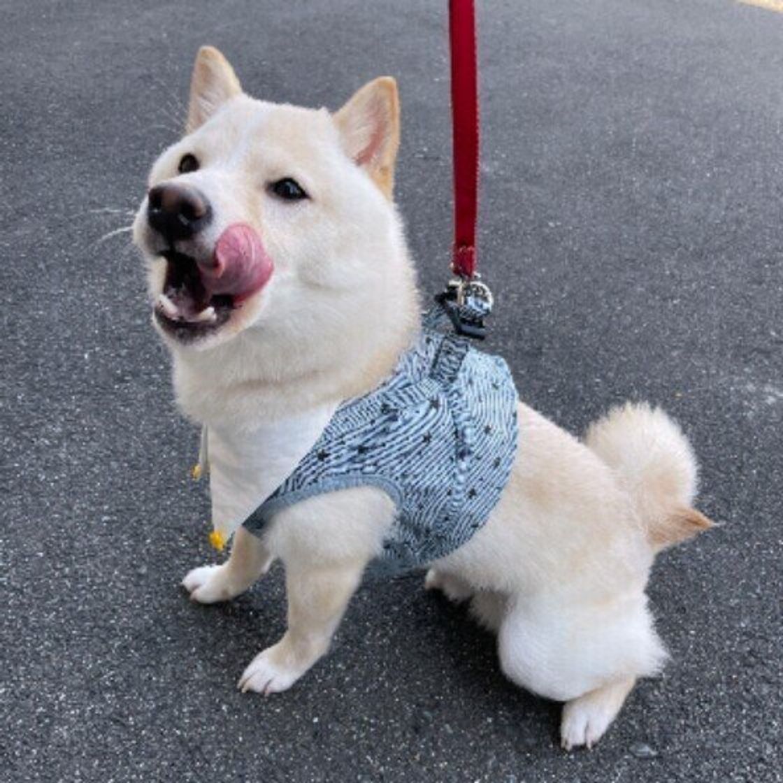 散歩中の犬は不思議な行動をと取りやすい お散歩時のオシッコの謎に迫る いぬのきもちweb Magazine 散歩中の犬は不思議な行動をと取りやすい お散歩時のオシッコの謎に迫る いぬのきもちweb Magazine