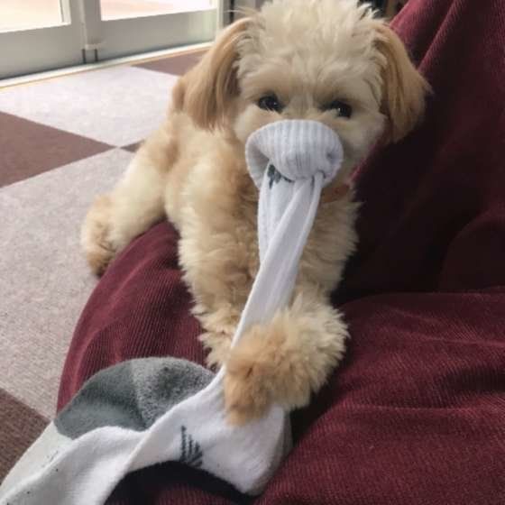 ココくん  Ｍｉｘ（雑種）小型犬