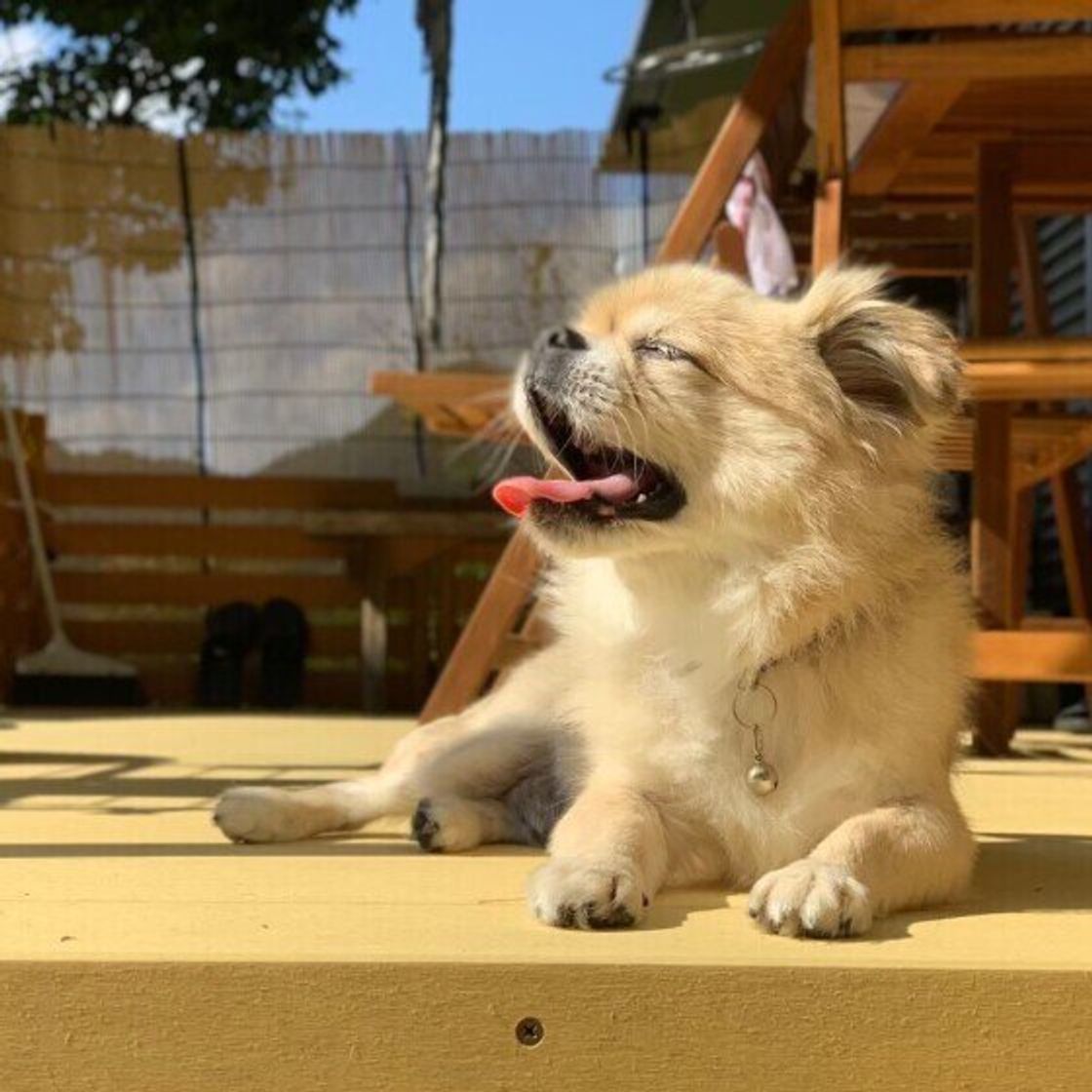シニア犬が寝てばかり これって大丈夫 睡眠時間が増えた犬のお世話の仕方 いぬのきもちweb Magazine シニア犬が寝てばかり これって大丈夫 睡眠時間が増えた犬のお世話の仕方 いぬのきもちweb Magazine