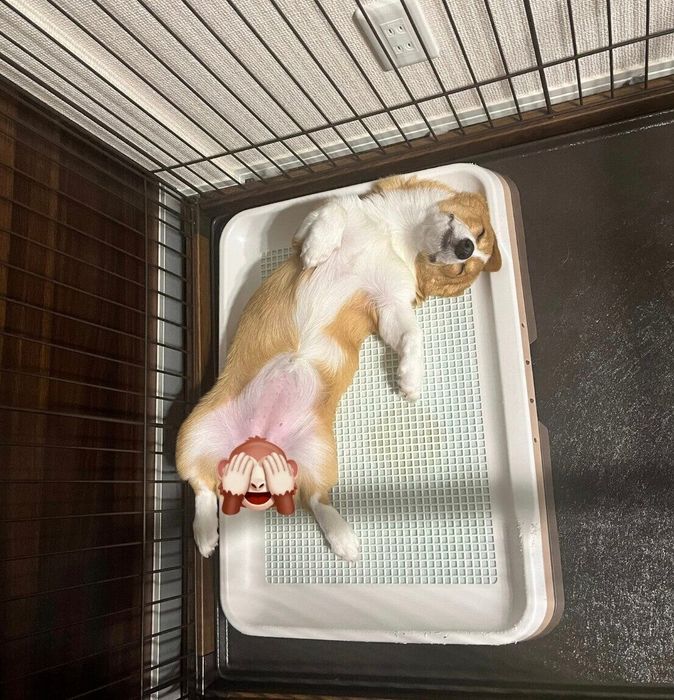 トイレで眠るむぎちゃん