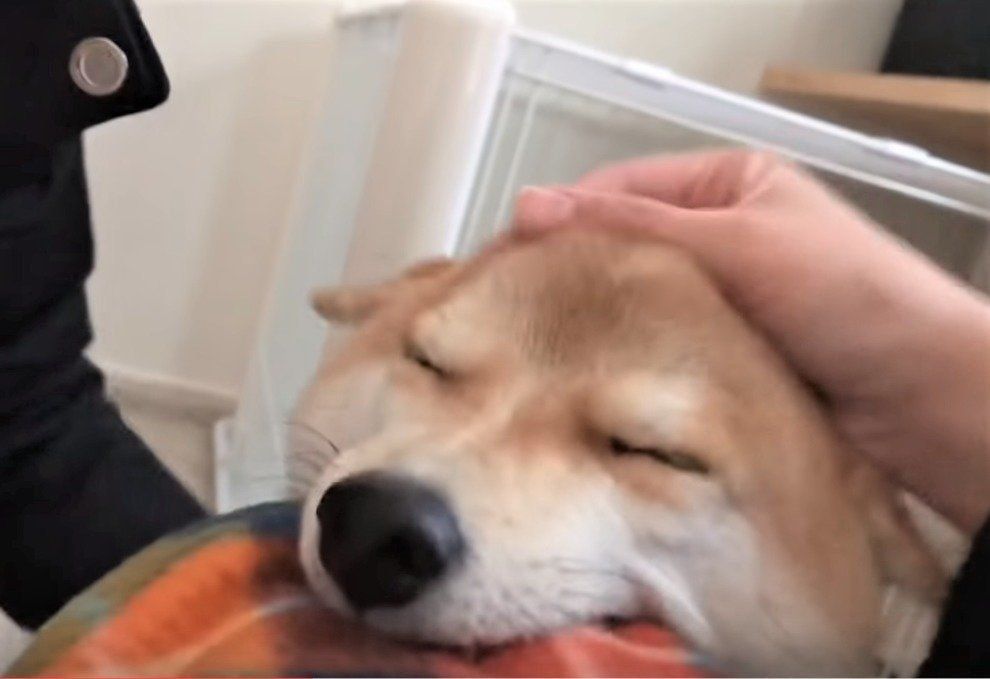 ひこうき耳の柴犬