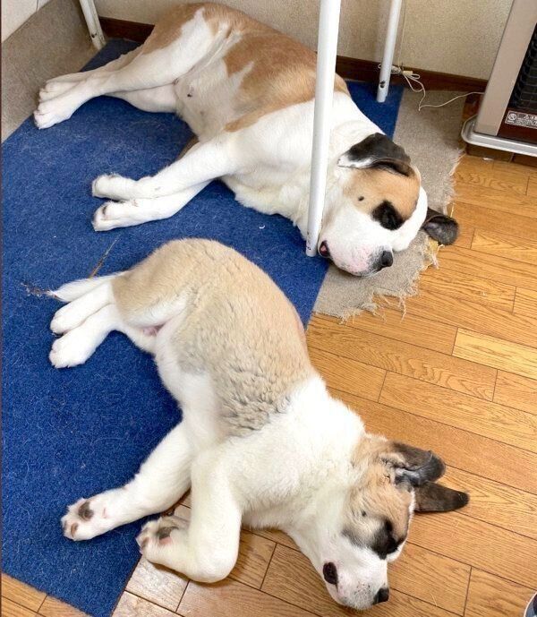 シンクロした寝姿を披露するドーンくんとデイジーちゃん