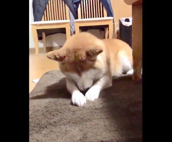 お手てをなめるロペさん