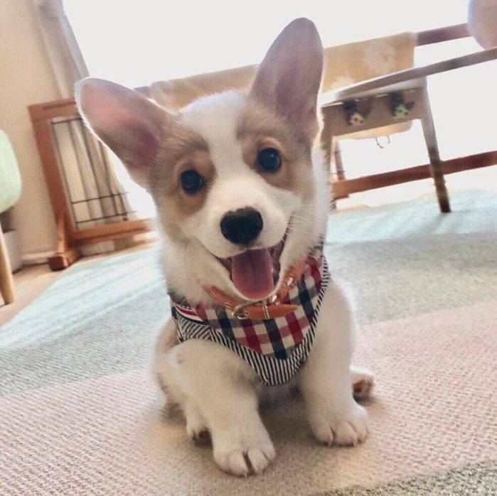 子犬時代のルコスくん