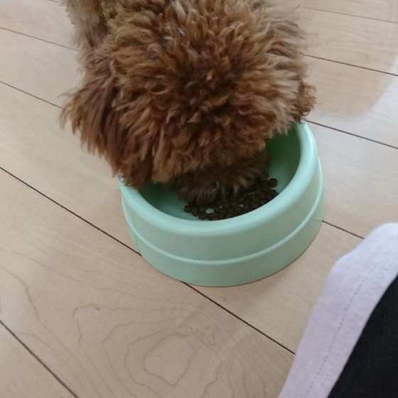 ごはんを食べるトイ・プードル