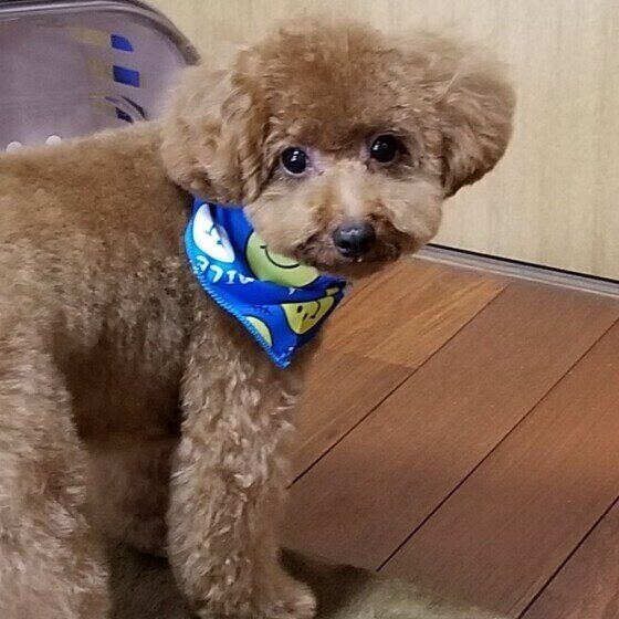 見つめるトイ・プードル