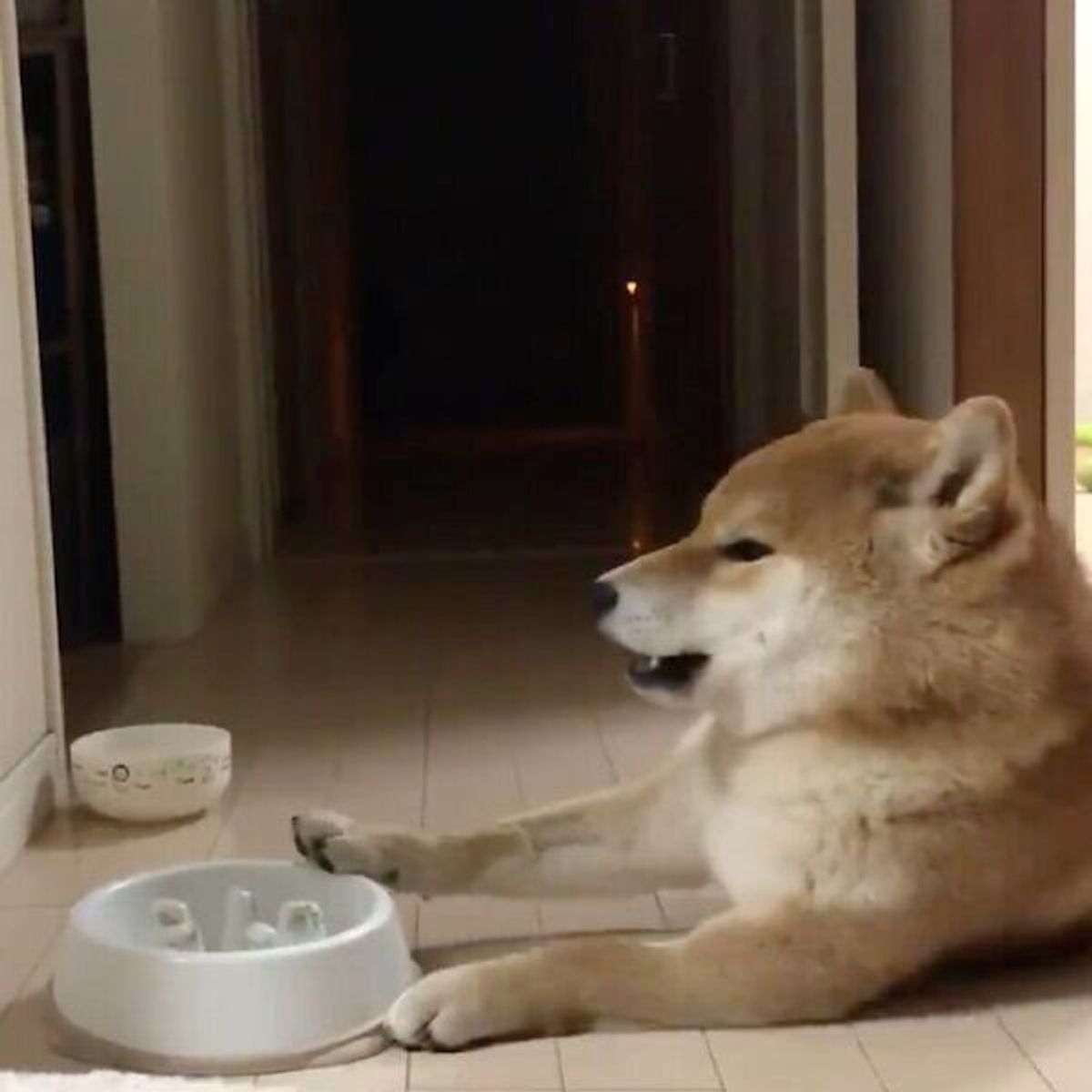 ごはんを早食いした犬 この世の終わり みたいな後悔をすることに 愛くるしい姿に爆笑 いぬのきもちweb Magazine ごはんを早食いした犬 この世の終わり みたいな後悔をすることに 愛くるしい姿に爆笑 いぬのきもちweb Magazine
