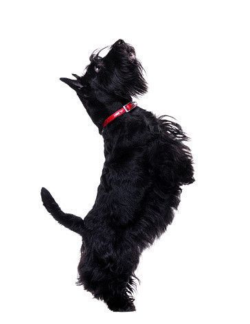 スコティッシュ・テリア